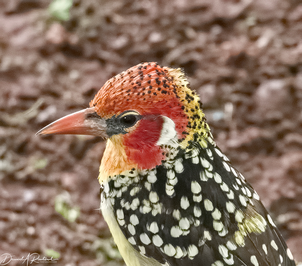 Red-and-yellow Barbet