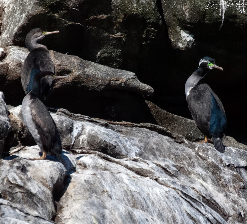 Spotted Shags