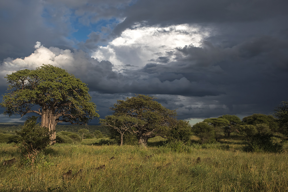 Tanzania - Baobabs and approaching storm