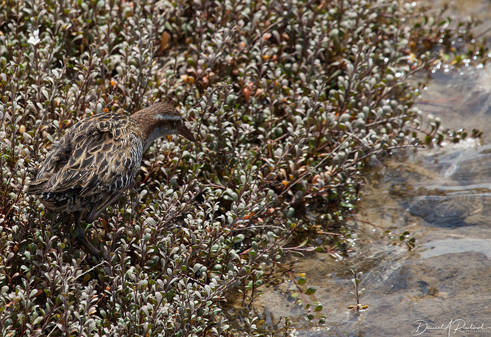 Banded Rail