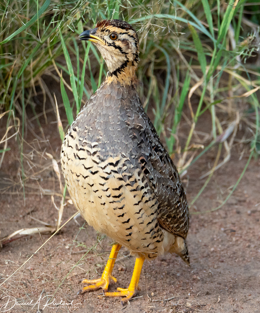 Shelley's Francolin