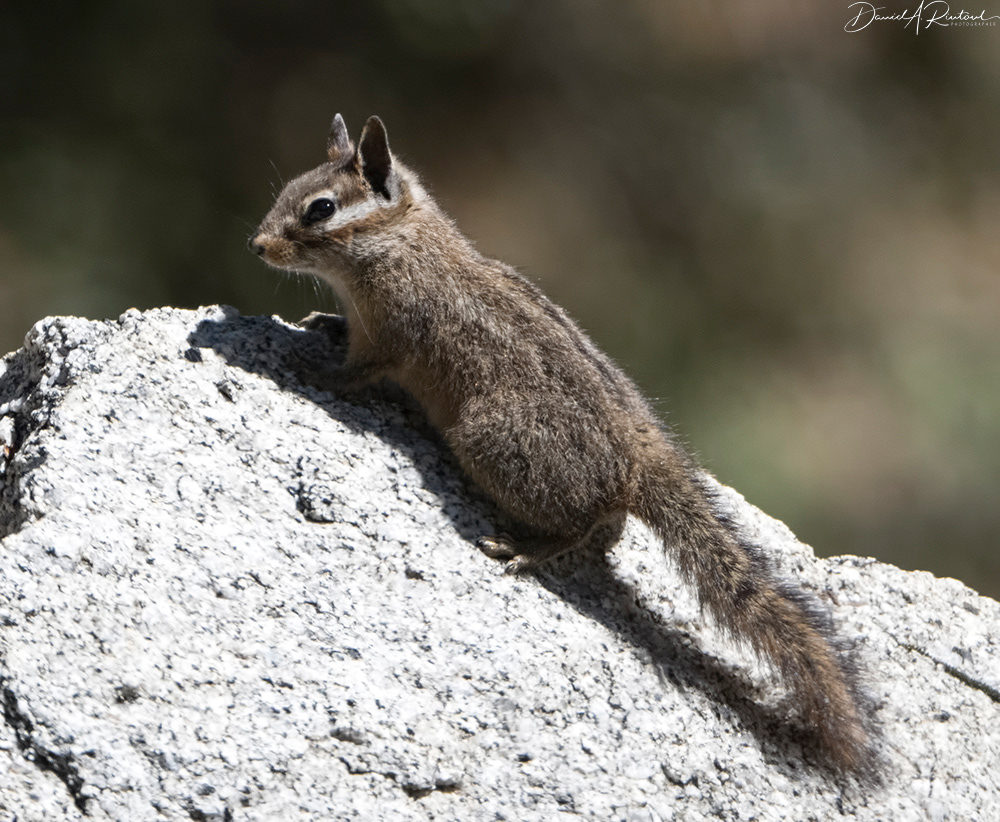Chipmunk