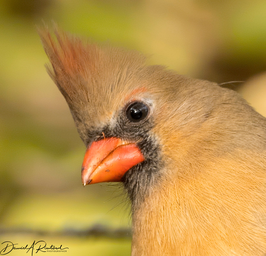 Northern Cardinal female