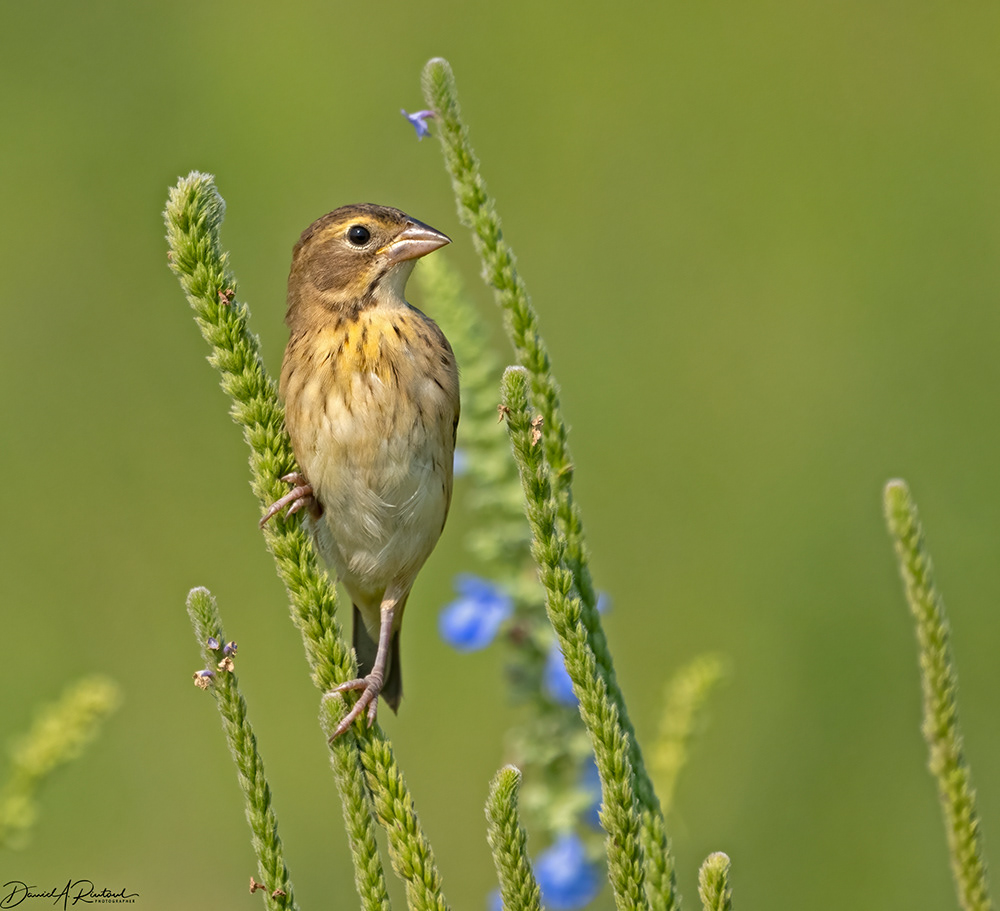 Dickcissel, hatch-year on verbena