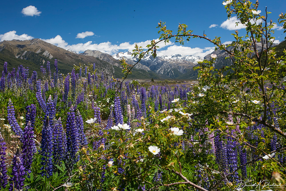 Southern Alps and lupines