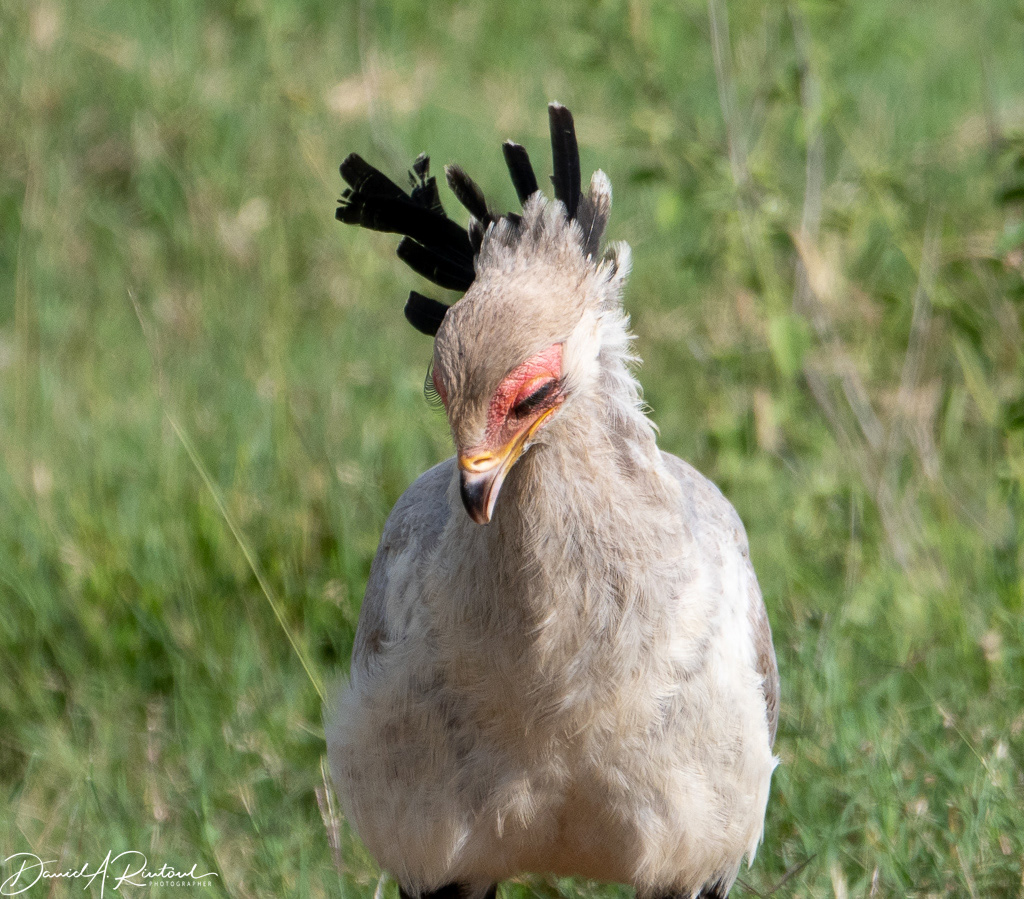 Secretary Bird 4