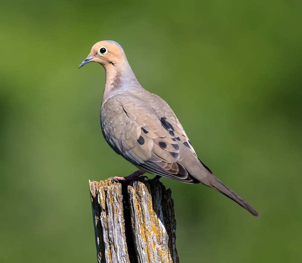 Mourning Dove