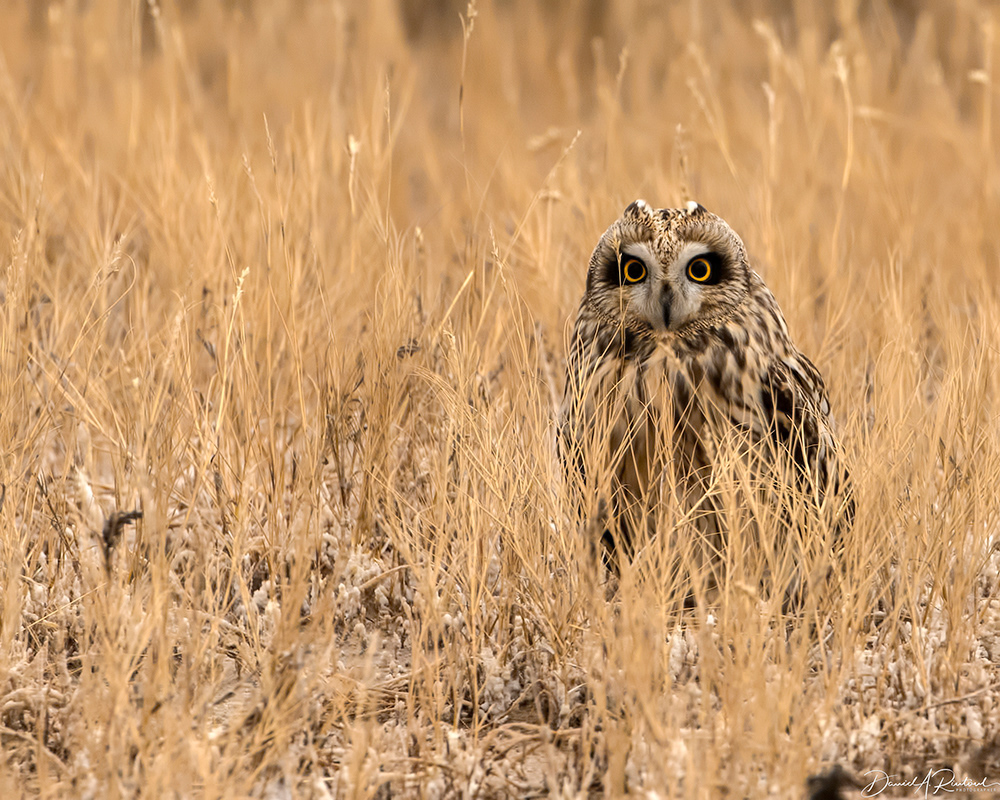 Short-eared Owl 1