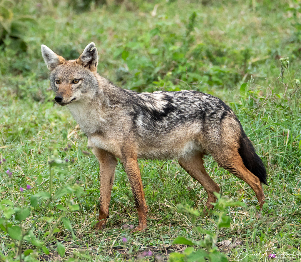 Black-backed jackal