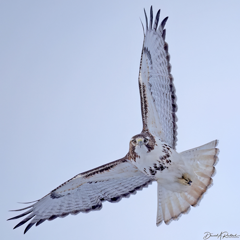 Red-tailed Hawk - Eying the photographer
