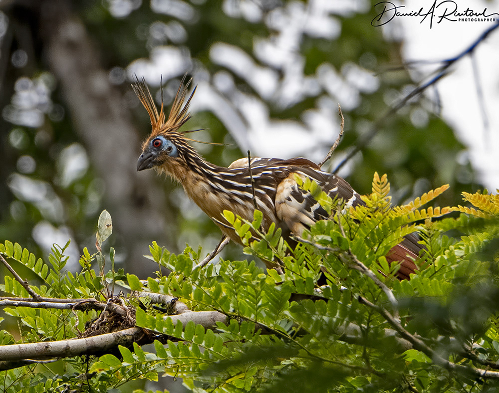 Hoatzin