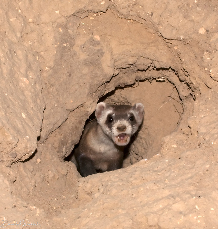 Black-footed Ferret