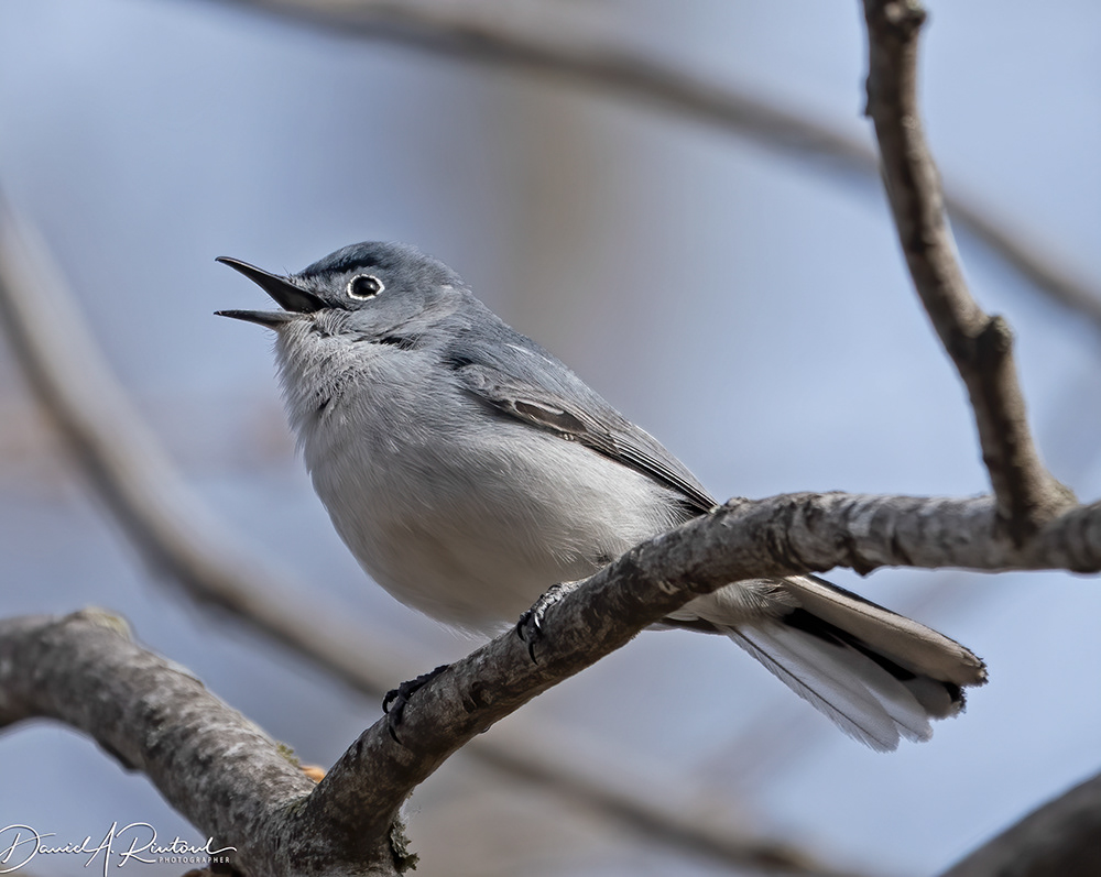 Blue-gray Gnatcatcher 2