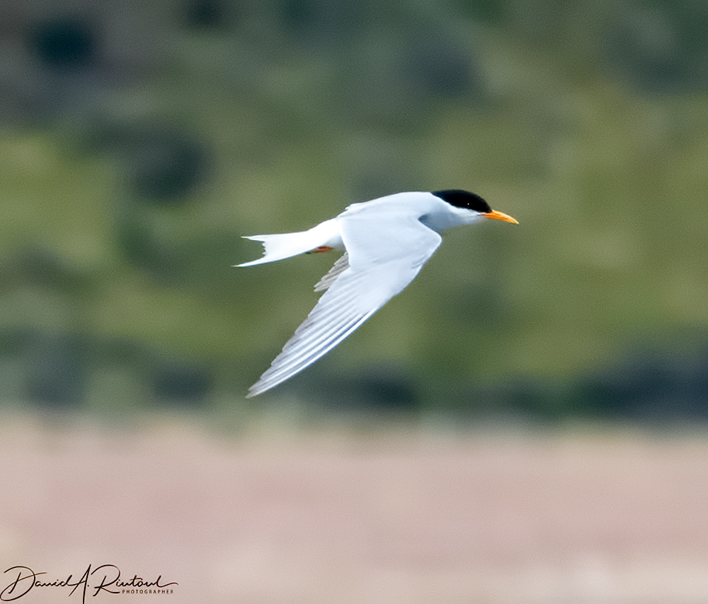 Black-fronted Tern