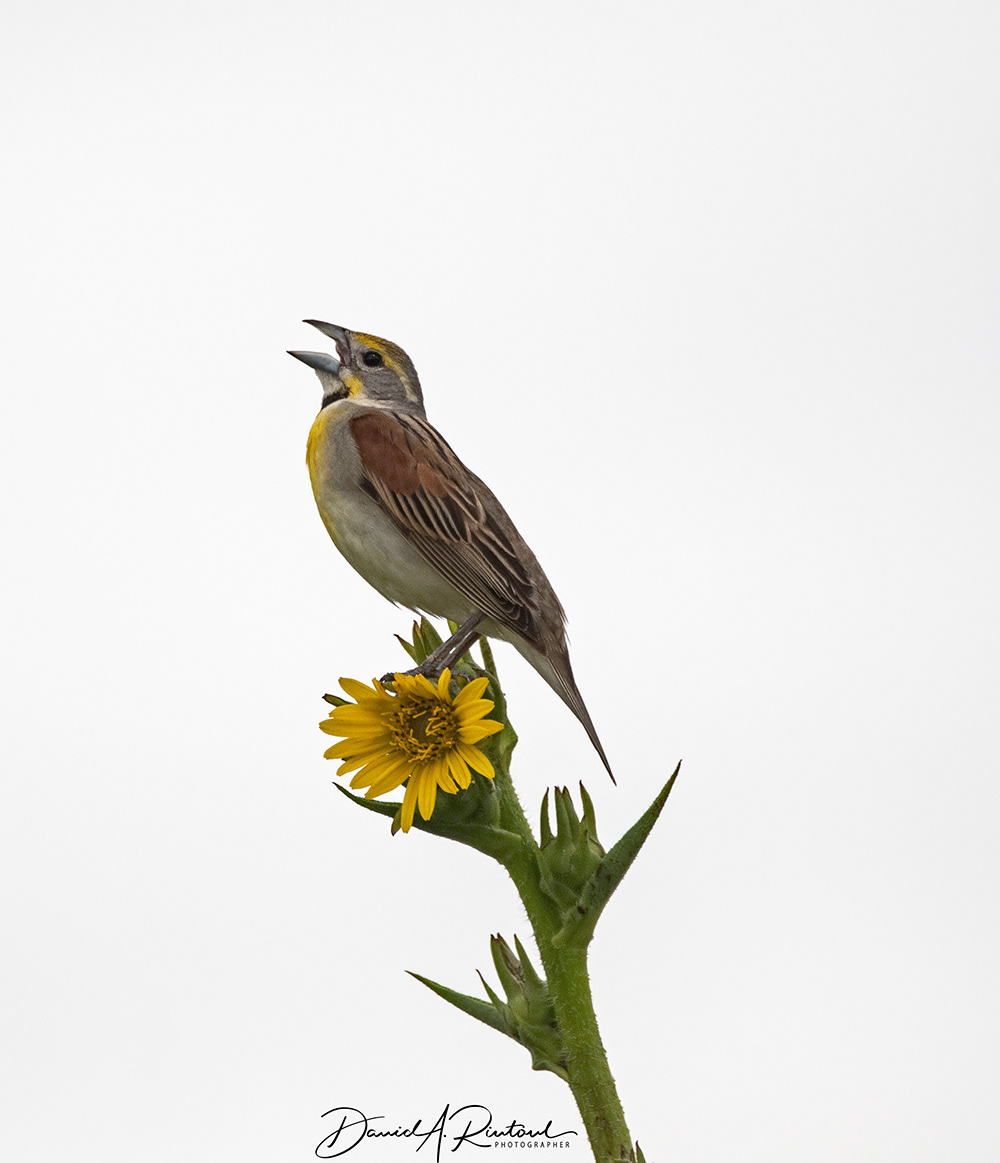 Dickcissel 1