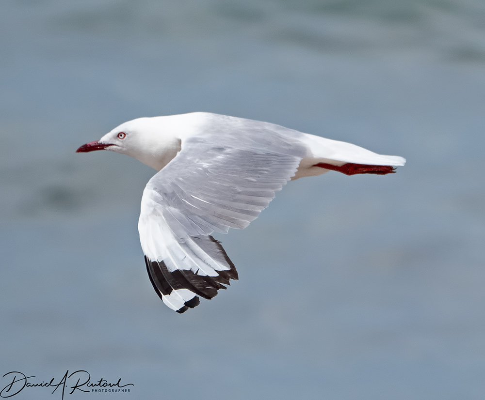 Red-billed Gull