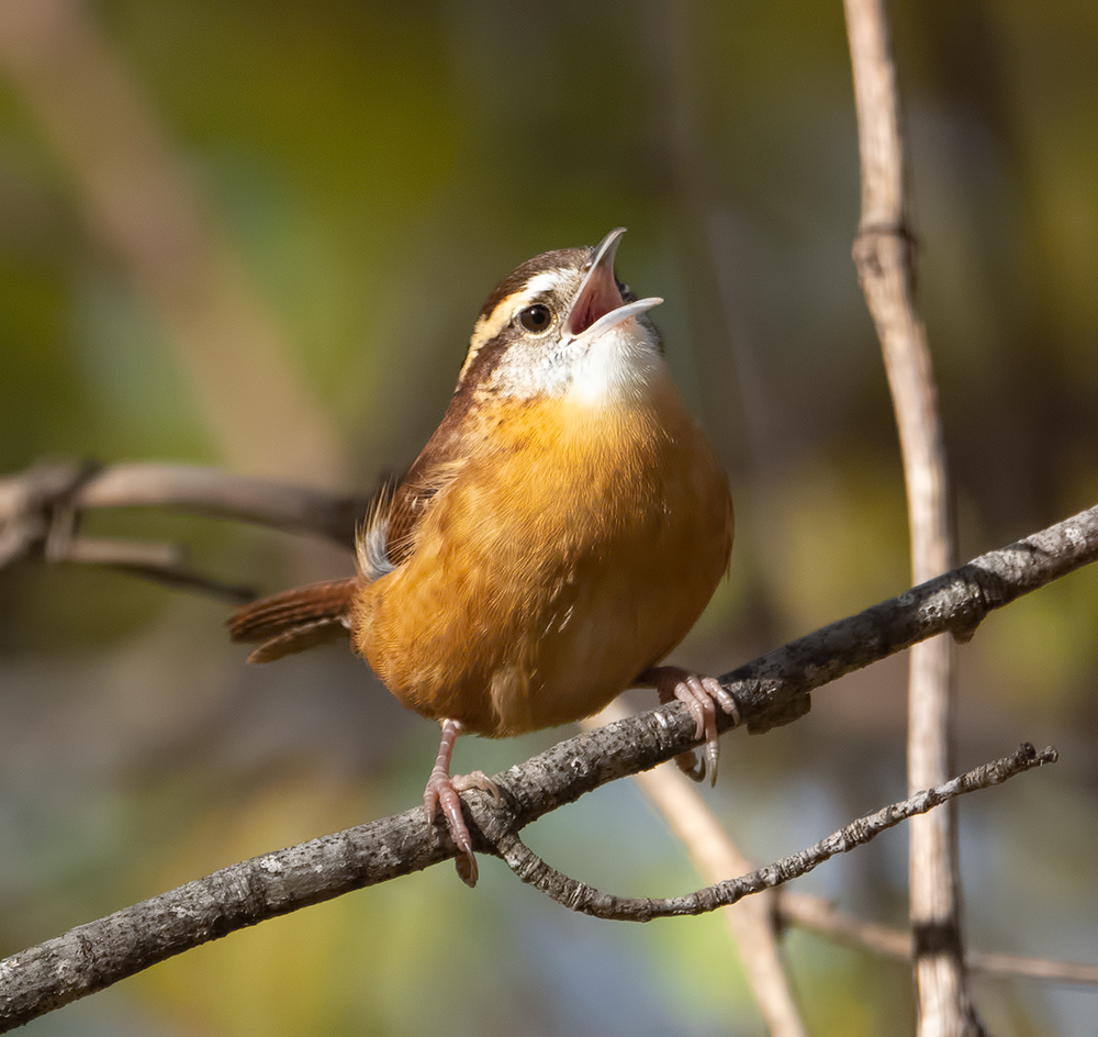 Carolina Wren, singing