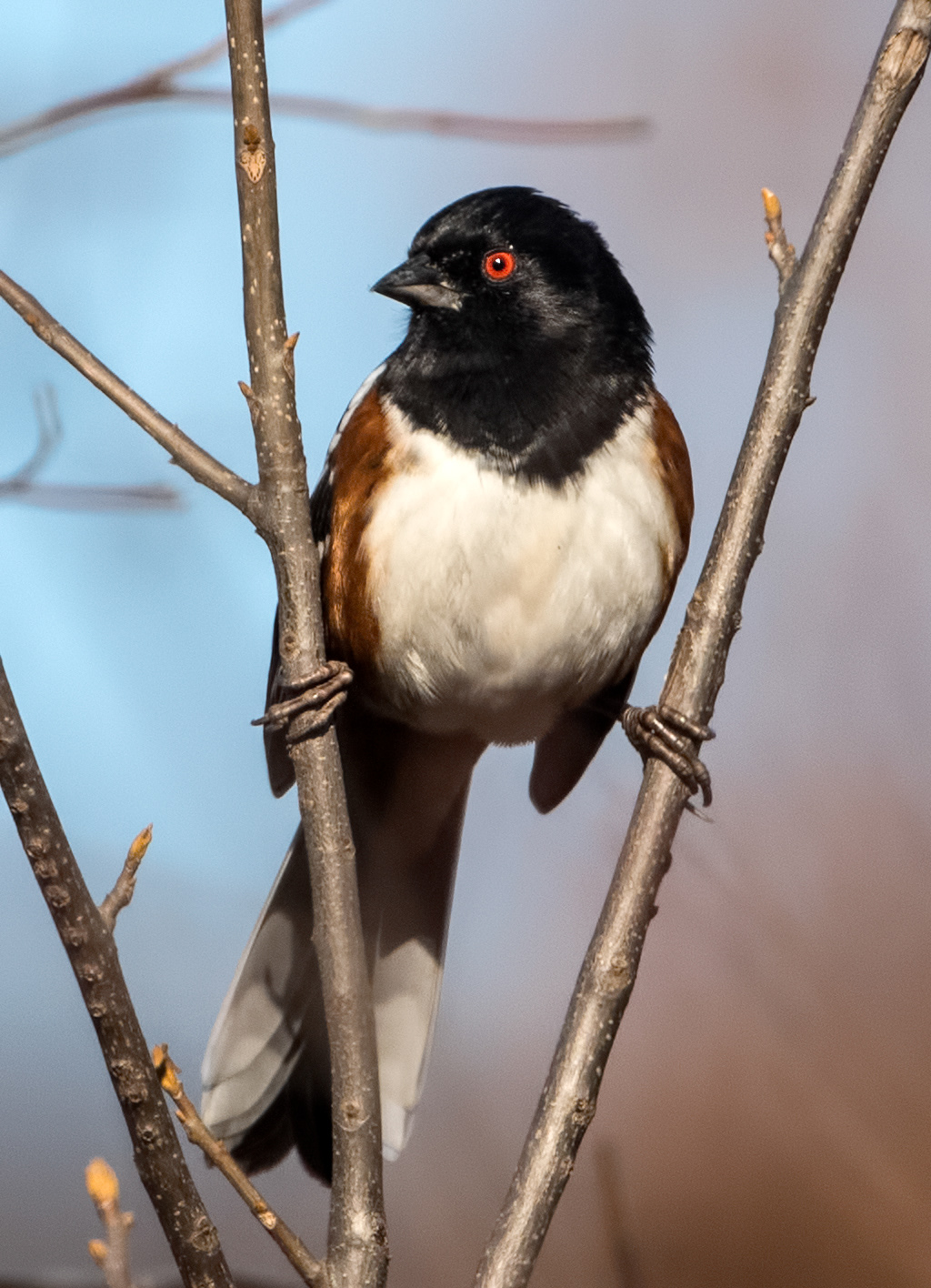 Spotted Towhee 3