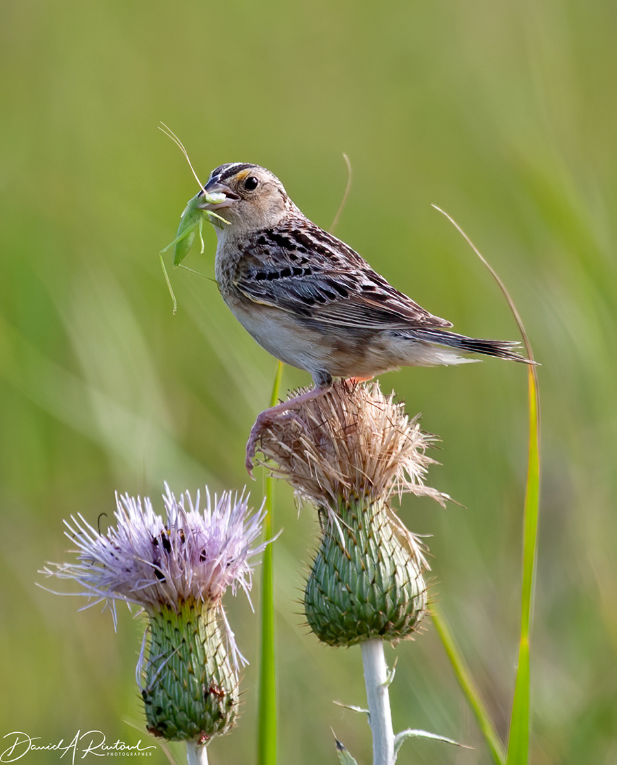 Grasshopper Sparrow 2