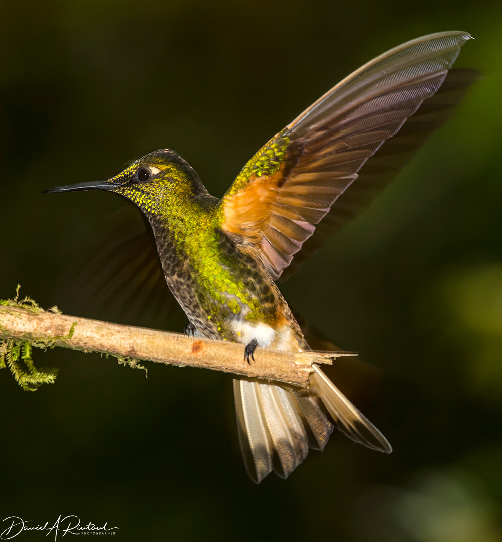 Buff-winged Coronet