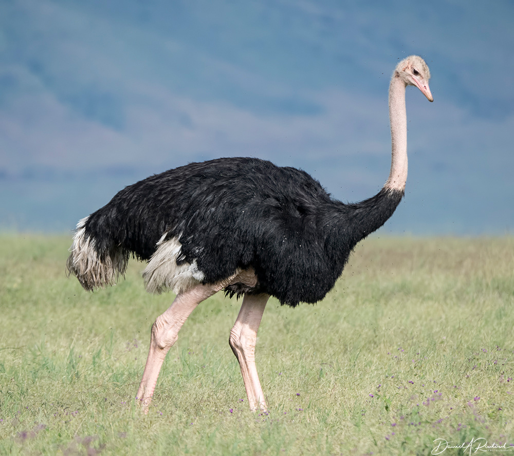 Ostrich