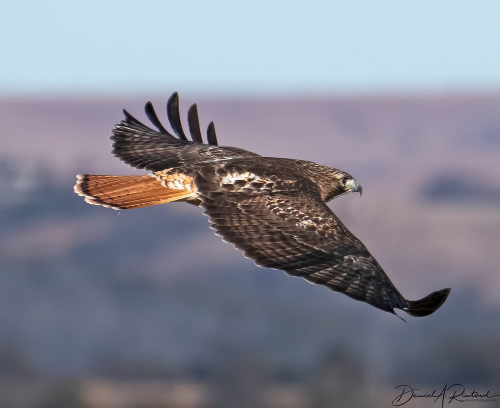 Red-tailed Hawk 7