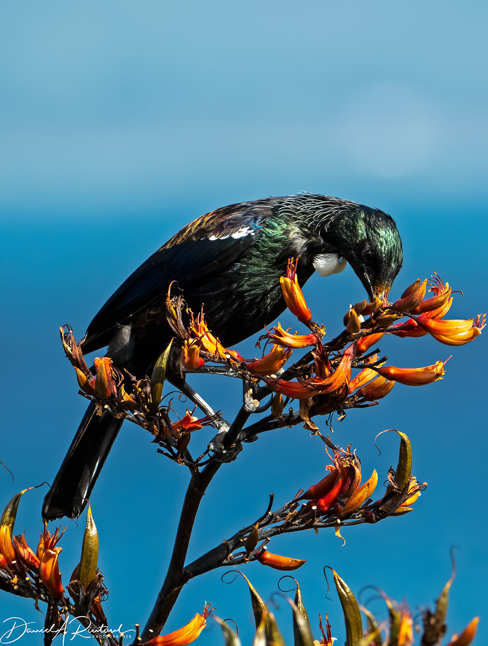 Tui on flax