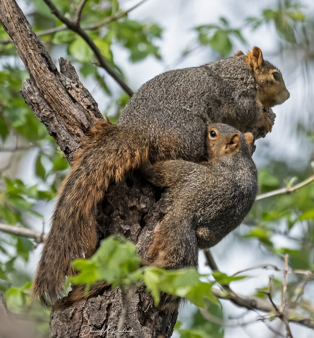 Mom and baby squirrel