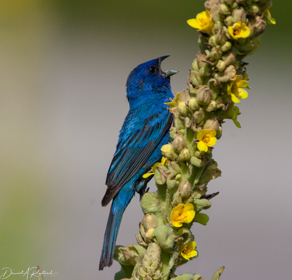 Indigo Bunting 1