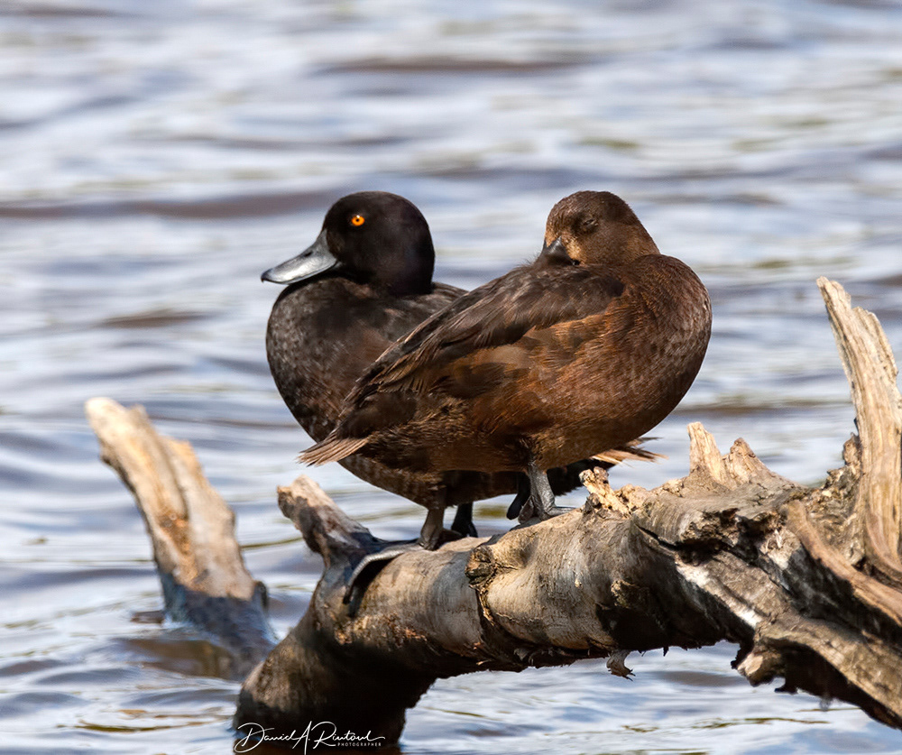 New Zealand Scaup