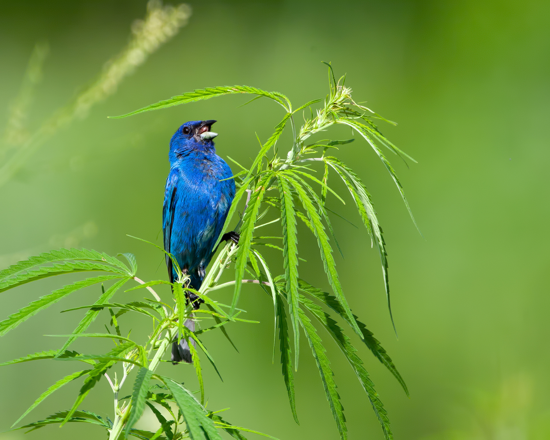 Indigo Bunting 2