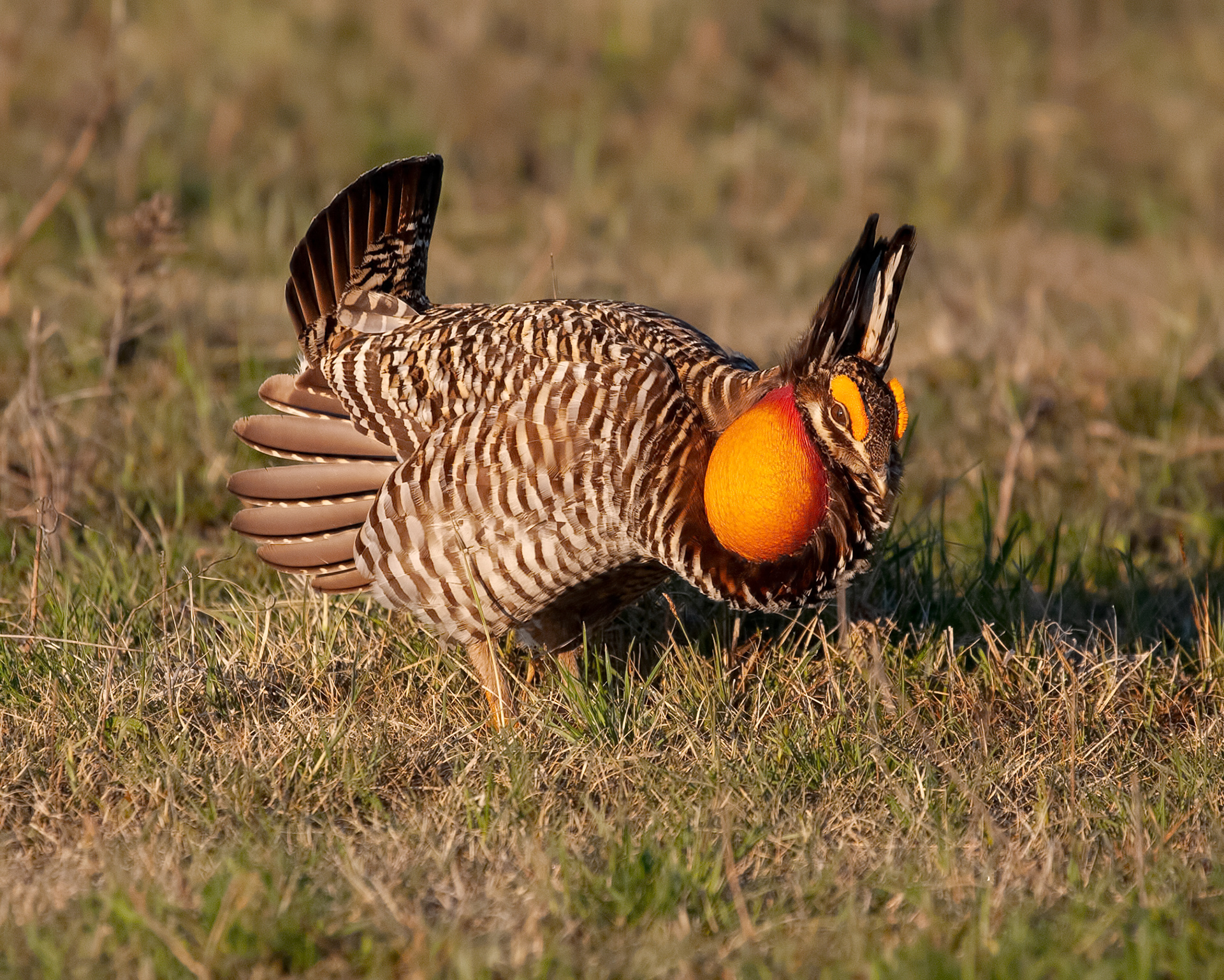 Greater Prairie-chicken 2