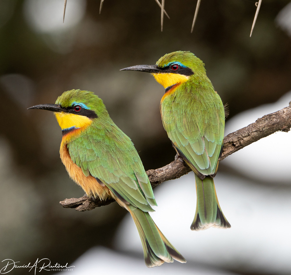 Little Bee-eater 3
