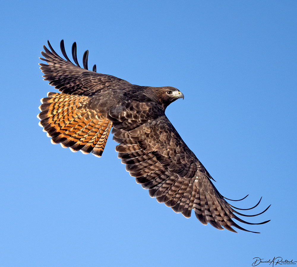 Red-tailed Hawk, dark Western (calurus) subspecies