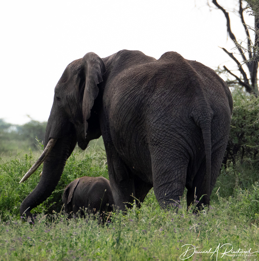 Mama and new baby elephant 