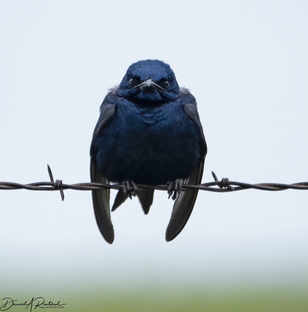 Purple Martin