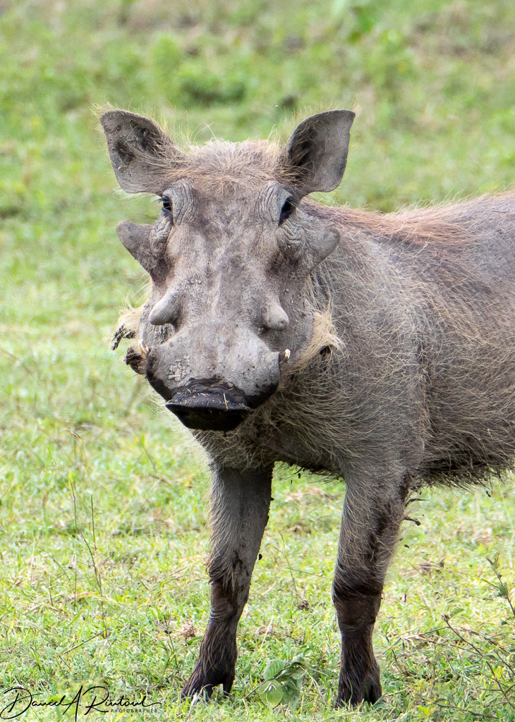 Warthog