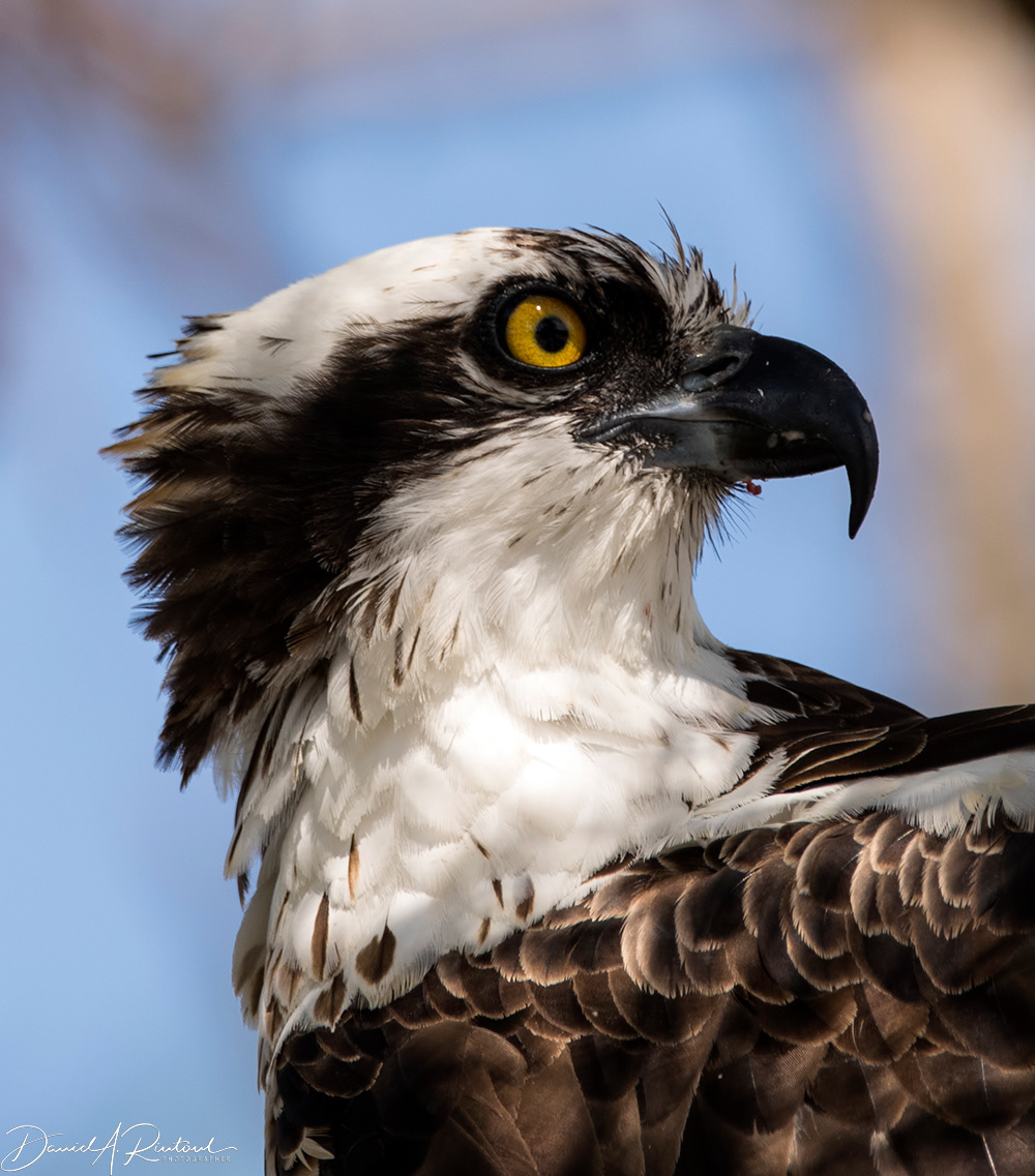 Osprey 1