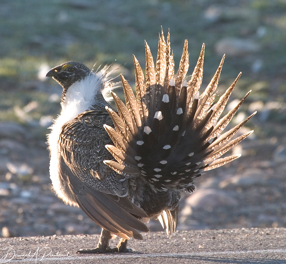 Sage Grouse