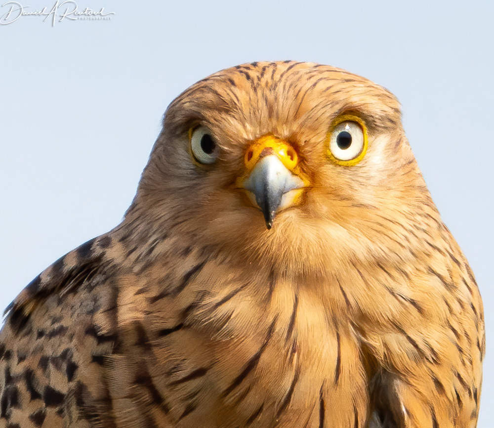 Greater Kestrel