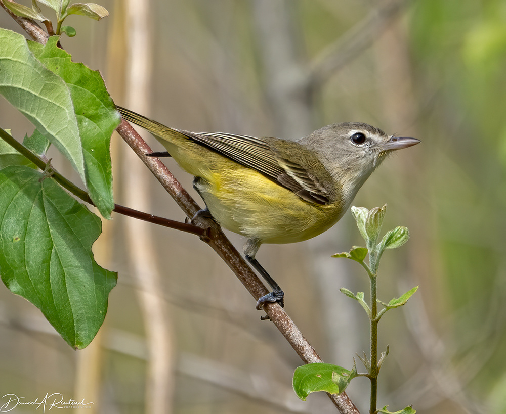 Bell's Vireo 1