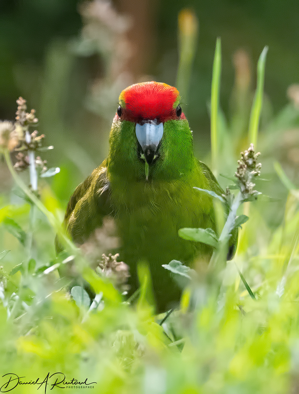 Kakariki