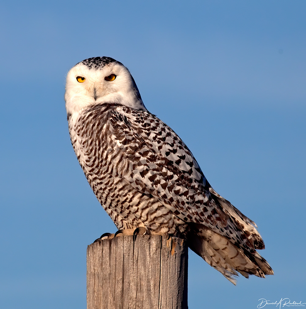 Snowy Owl 1