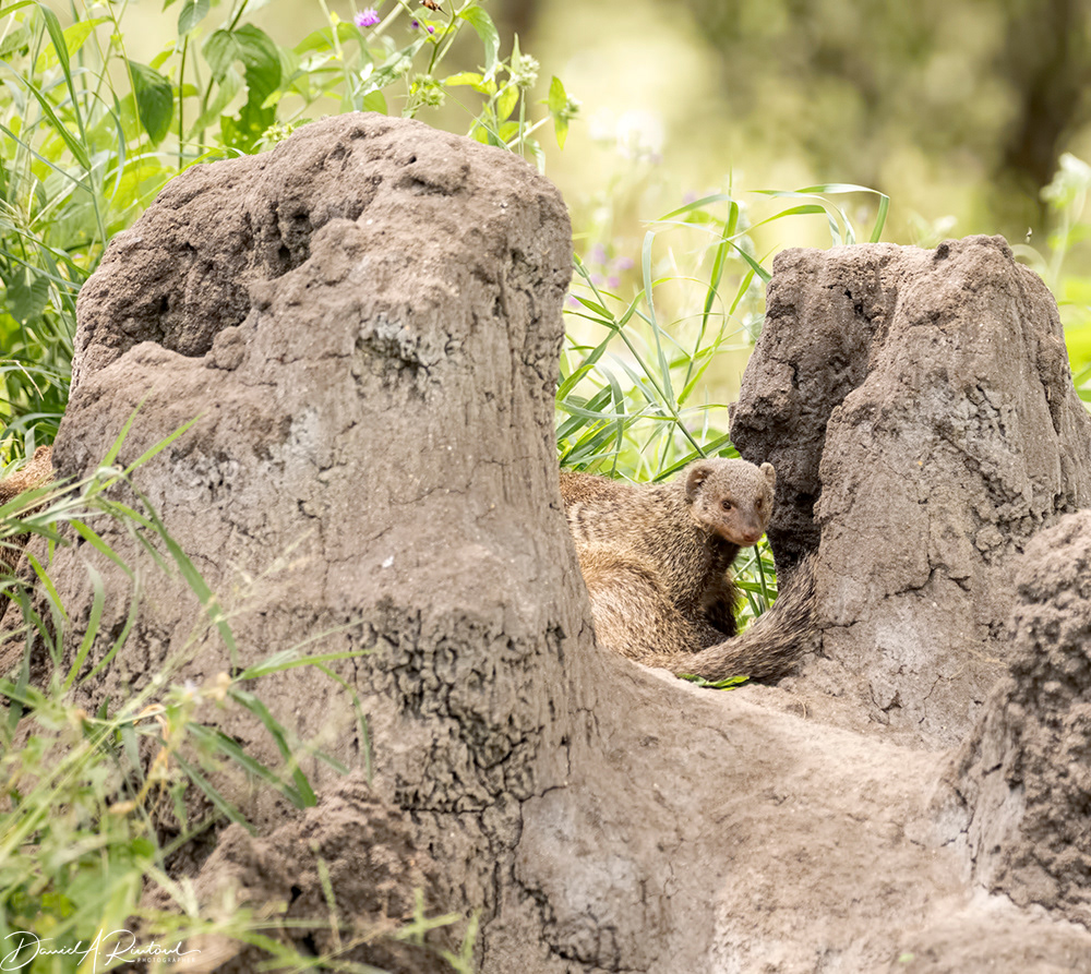 Mongoose on termite mound