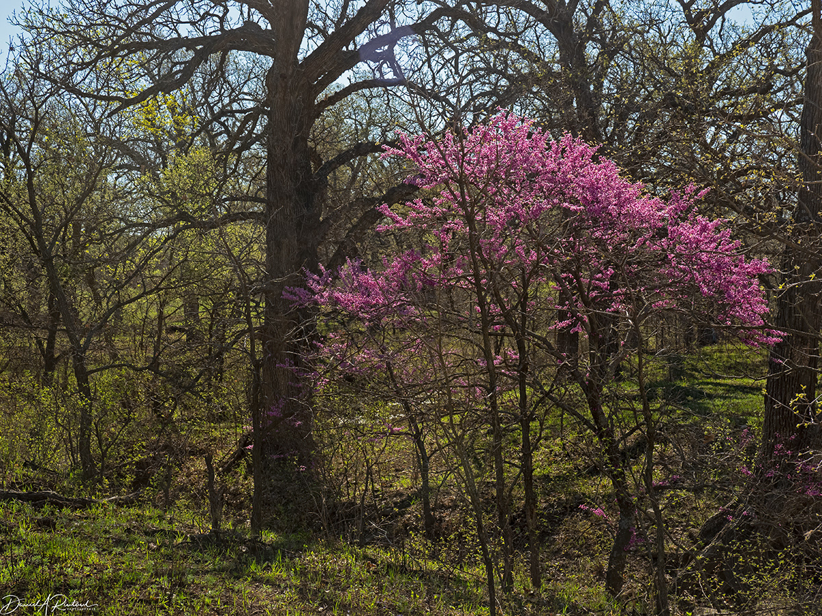 Kansas - Springtime Redbud