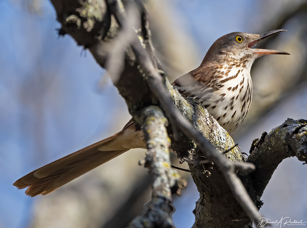 Brown Thrasher 2