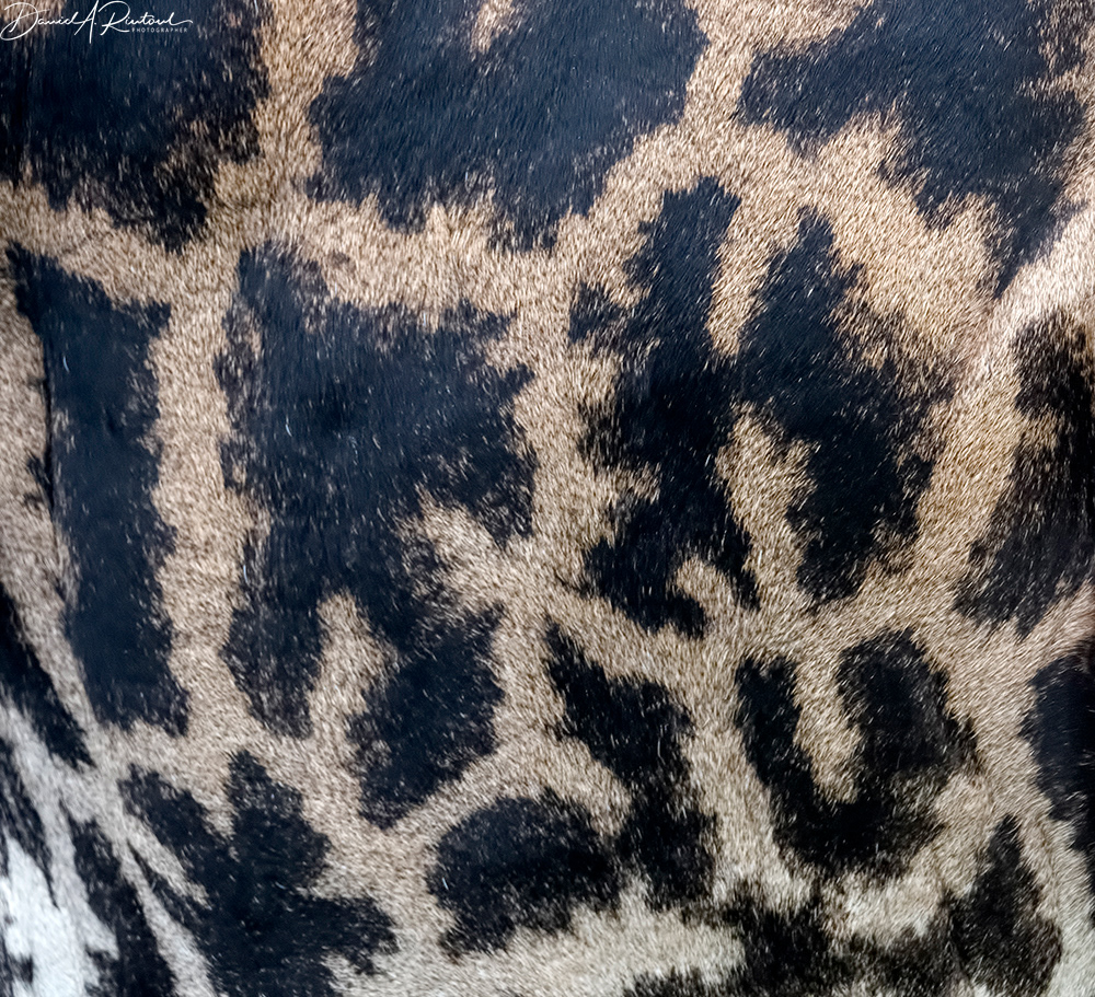 Giraffe Skin