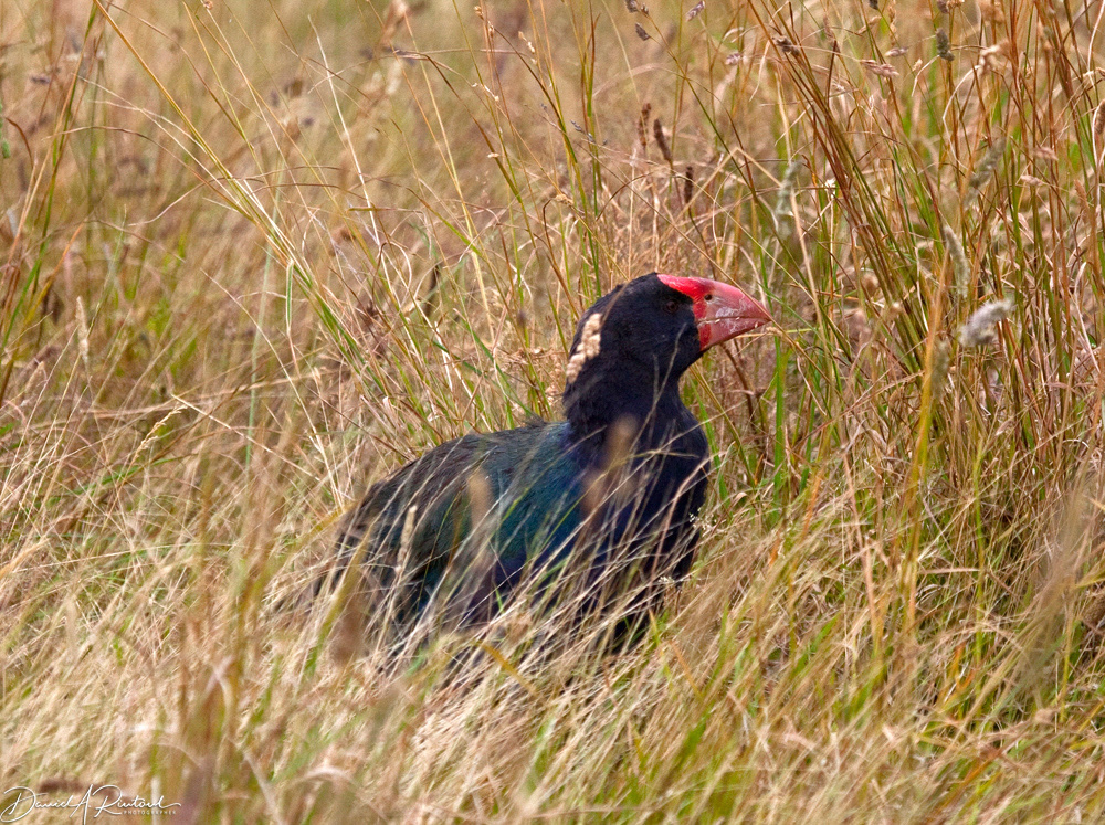 Takahe