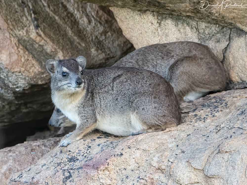Rock Hyrax