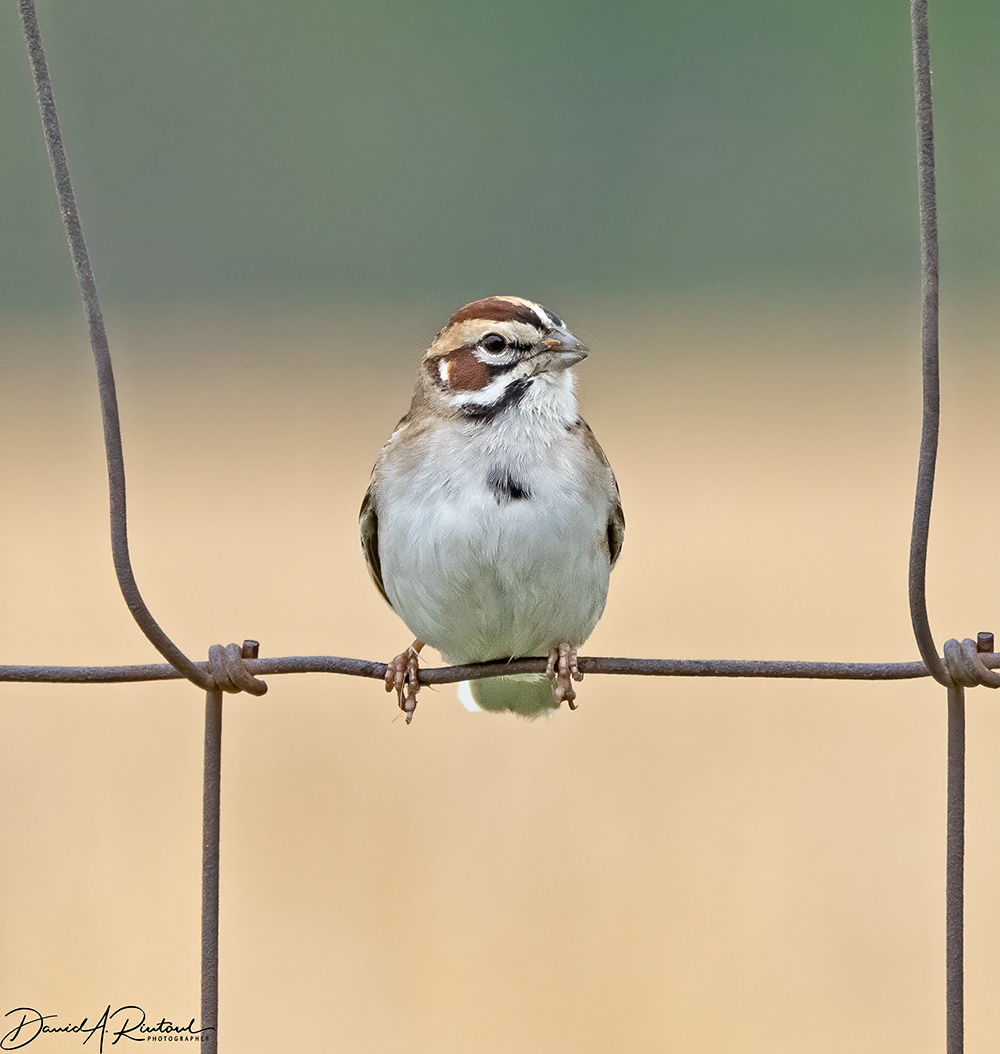 Lark Sparrow